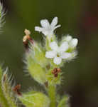 Spring forget-me-not